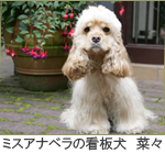 ミスアナベラの看板犬　菜々